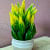 Artificial Green Yellow Leaf Plant - photo
