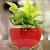 Red & Golden Dual Tone Metal Pot 5" - top_view